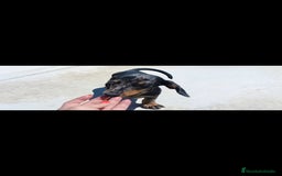 Teckel Miniatura perros en venta: Teckel miniatura - Imagen 7