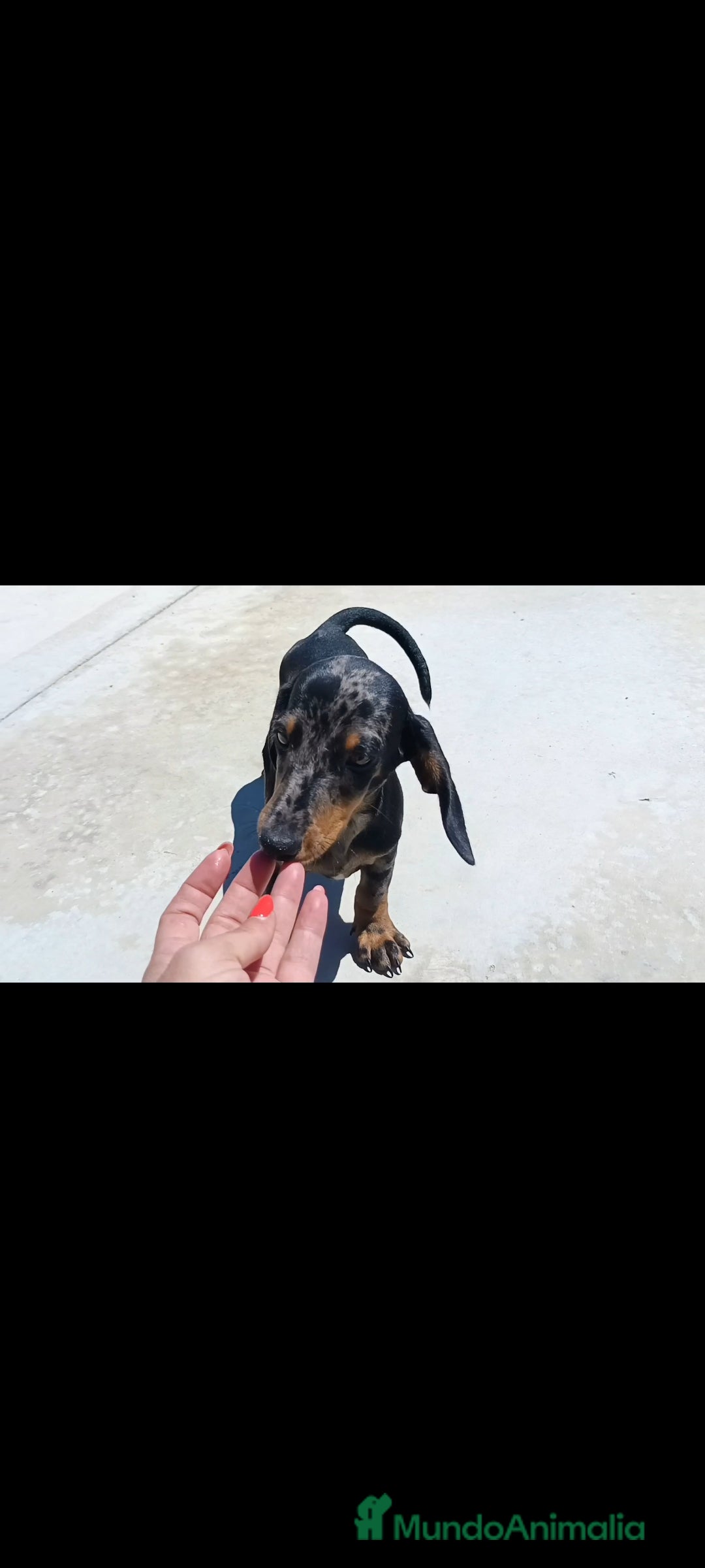 Teckel Miniatura perros en venta: Teckel miniatura - Imagen 7