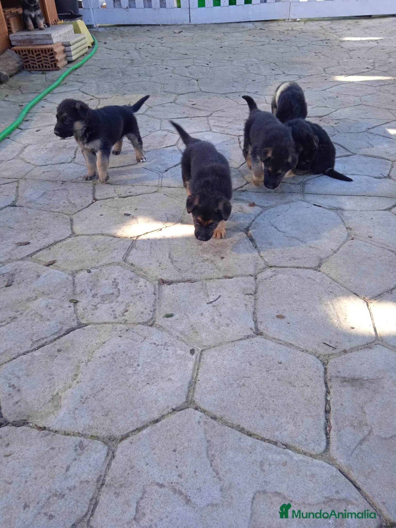 Pastor Alemán perros Cachorros de Pastor alemán  - Anuncio 1
