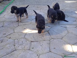 Pastor Alemán perros Cachorros de Pastor alemán - Anuncio 1