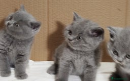 Británico de Pelo Corto gatos en venta: British Shorthair  - Anuncio 9