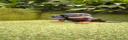 Teckel Miniatura perros en venta: teckel miniatura negro fuego machos y hembras  - Anuncio 7