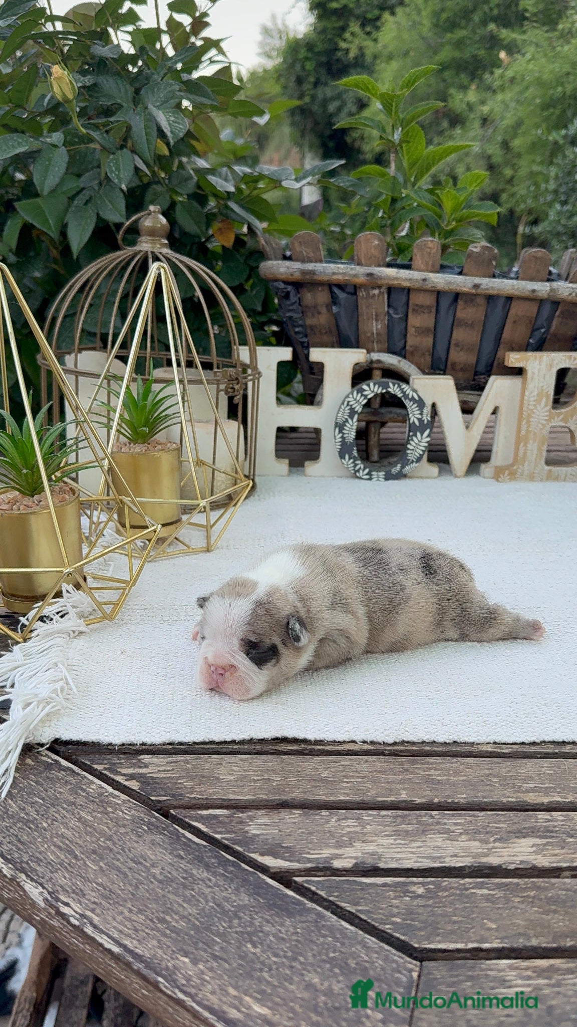 Bulldog Francés perros Bulldog francés merles  - Anuncio 2