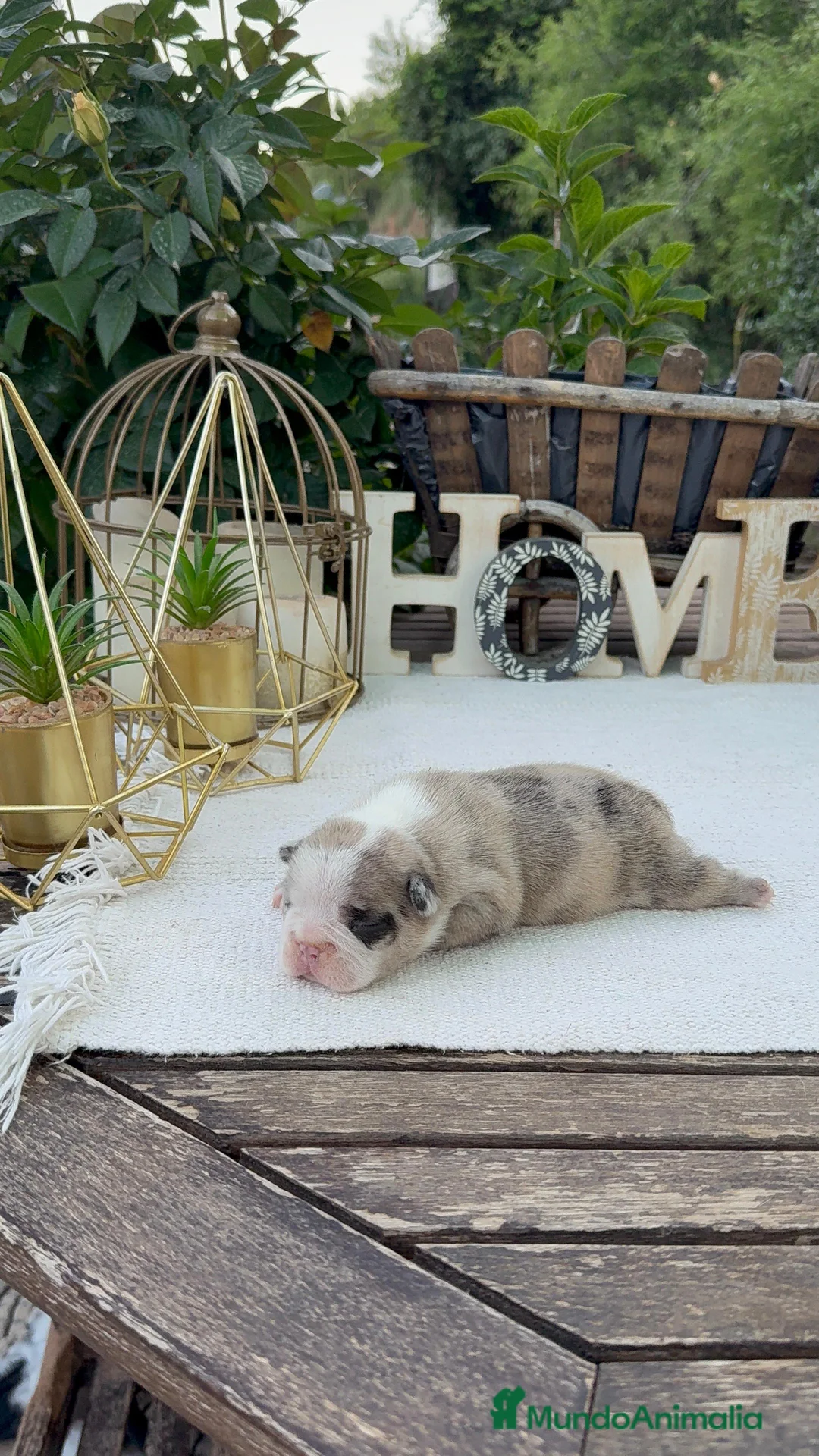 Bulldog Francés perros en venta: Bulldog francés merles  - Anuncio 2