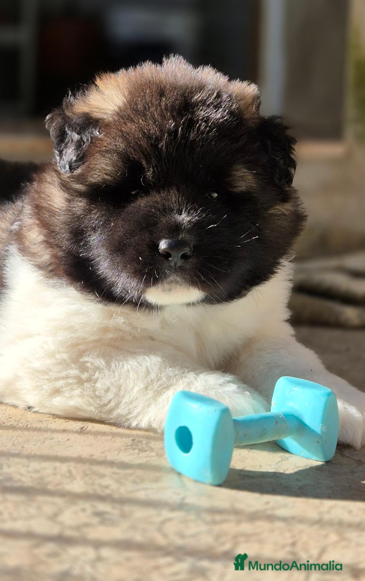 Akita Americano perros AKITA AMERICANO PELO LARGO - Anuncio 1