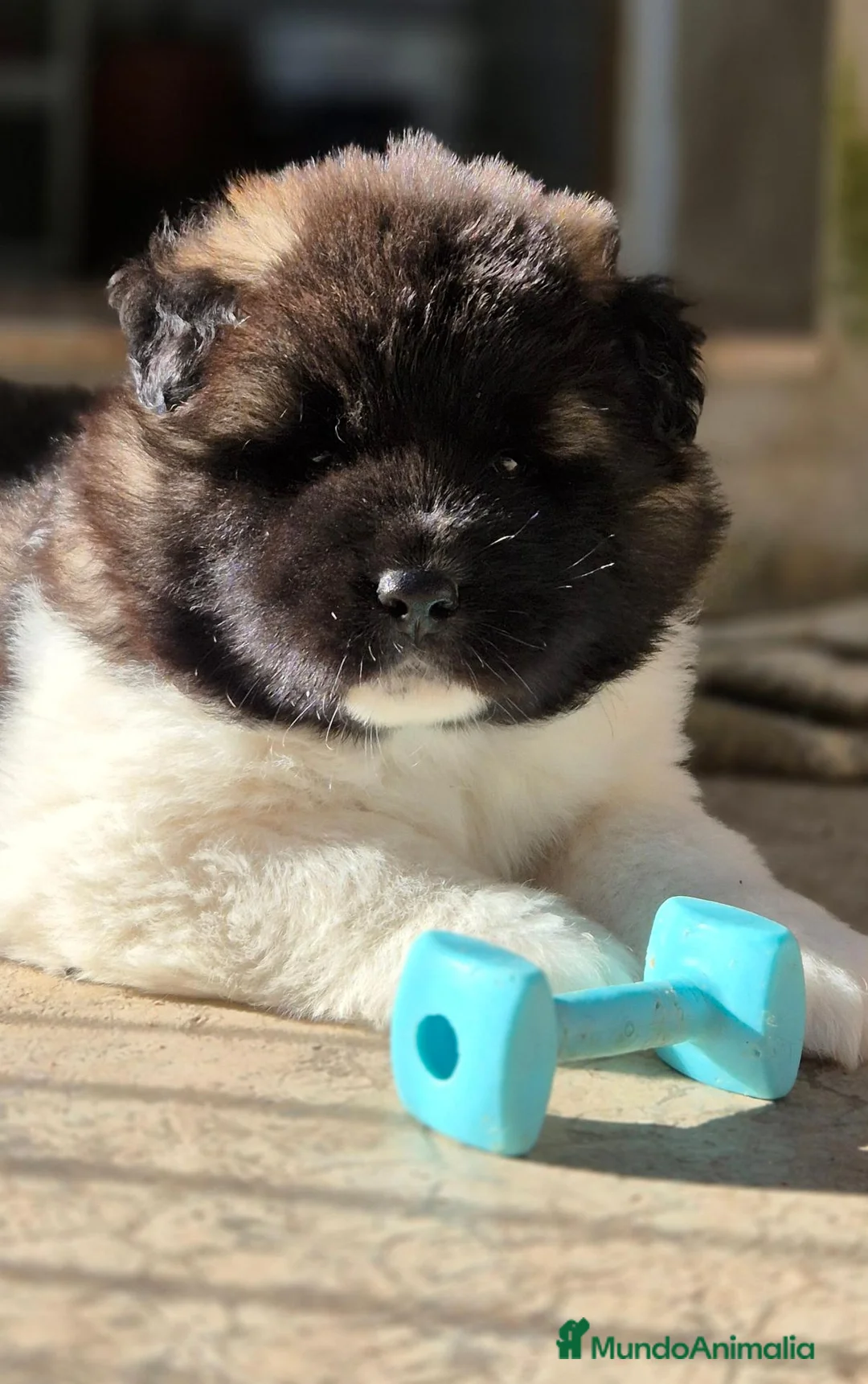 Akita Americano perros en venta: AKITA AMERICANO PELO LARGO - Anuncio 1
