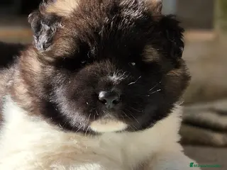 Akita Americano perros AKITA AMERICANO PELO LARGO - Anuncio 1