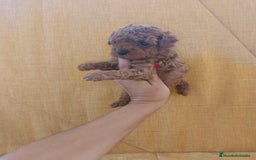 Caniche Toy perros en venta: Caniche toy - Imagen 2