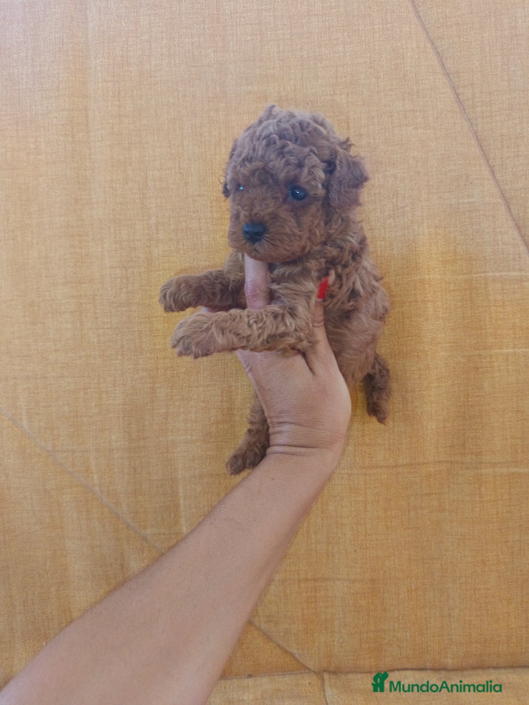 Caniche Toy perros en venta: Caniche toy - Imagen 2
