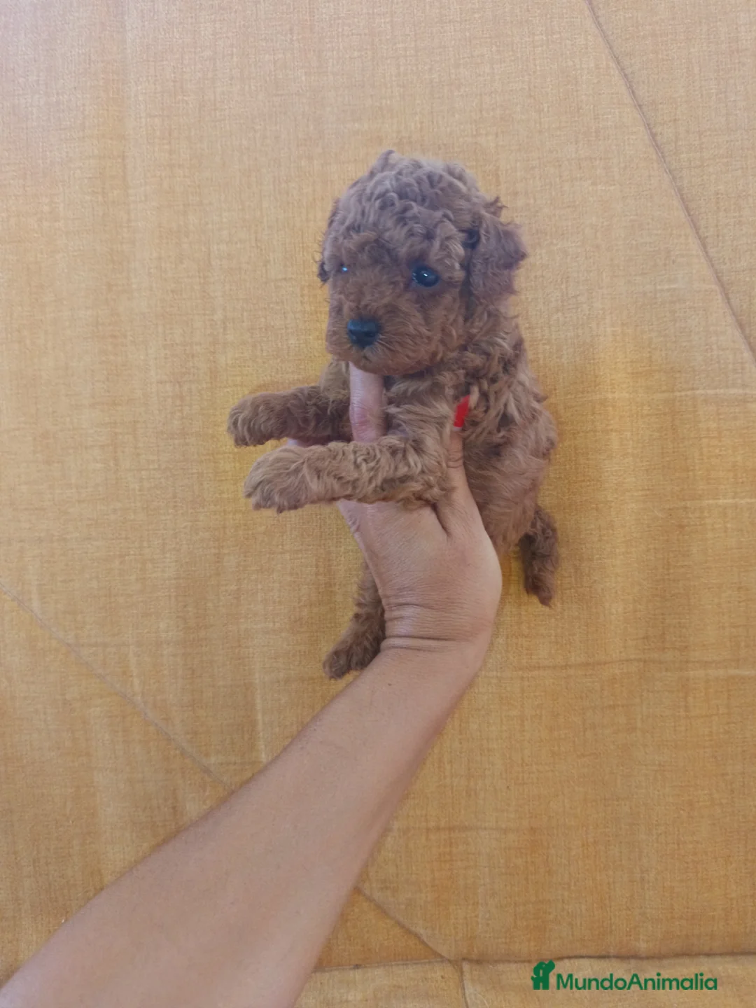 Caniche Toy perros en venta: Caniche toy - Anuncio 2