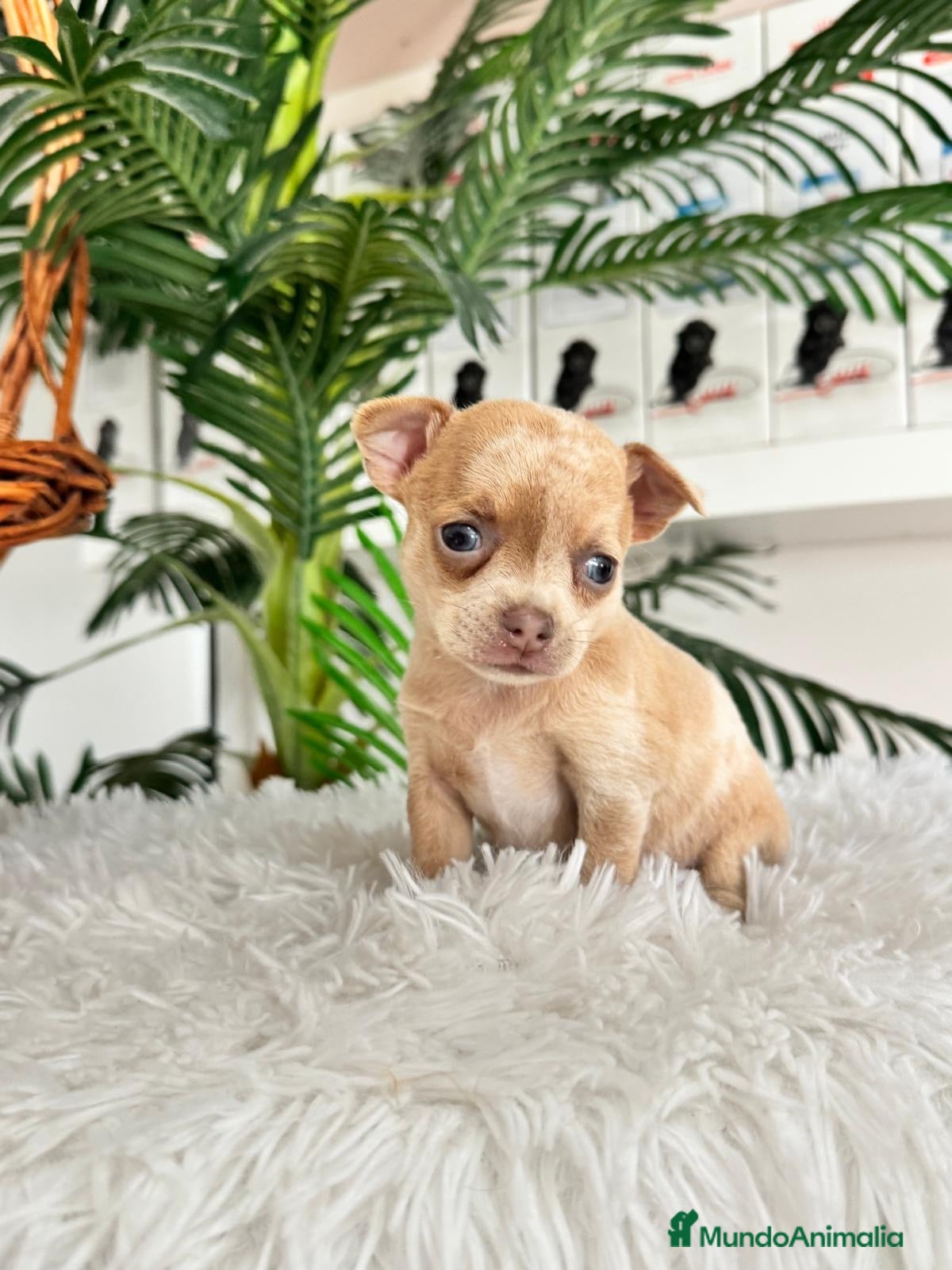 Chihuahua perros CHIHUAHUA MERLE MACHO - Anuncio 1