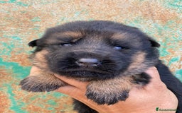 Pastor Alemán perros en venta: Cachorros de pastor alemán  en Salamanca - Imagen 9