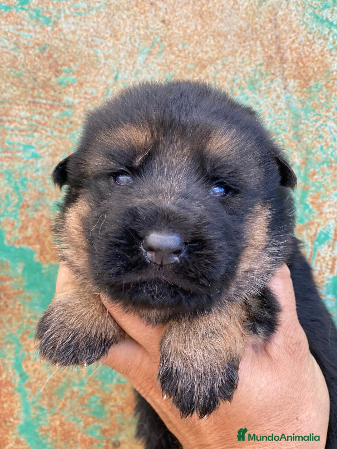 Pastor Alemán perros en venta: Cachorros de pastor alemán  en Salamanca - Imagen 9