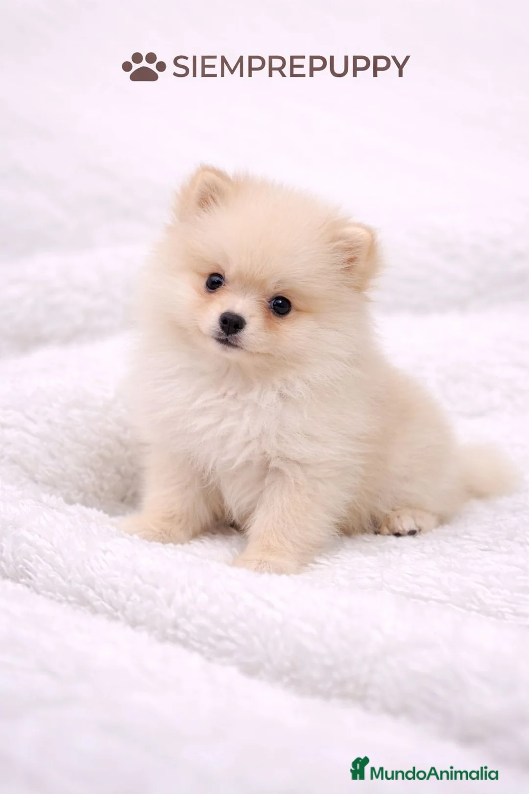 Pomerania perros en venta: POMERANIA TOY CREMA - Anuncio 2