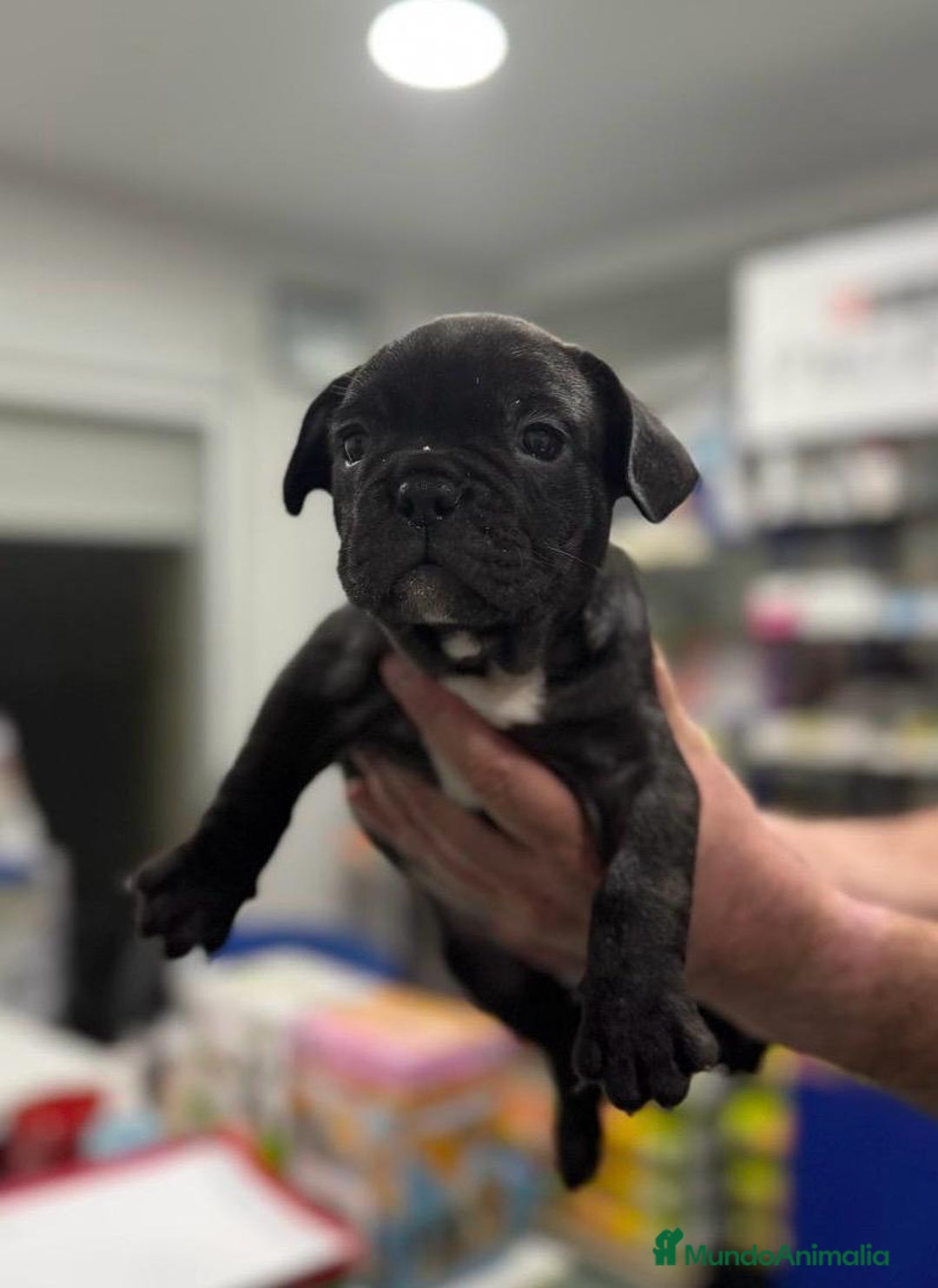 Bulldog Francés perros en venta: Bulldog francés  - Anuncio 5