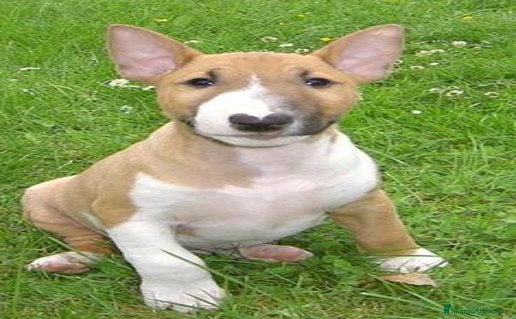 Bull Terrier perros BULL TERRIER - Anuncio 7