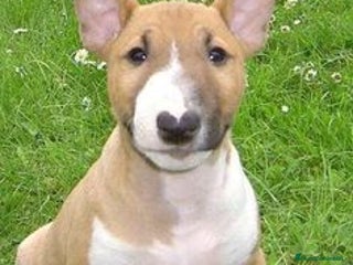 Bull Terrier perros BULL TERRIER - Anuncio 1