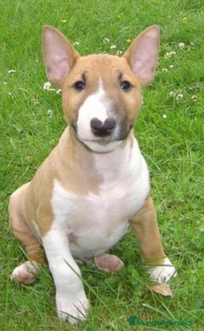 Bull Terrier perros BULL TERRIER - Anuncio 1