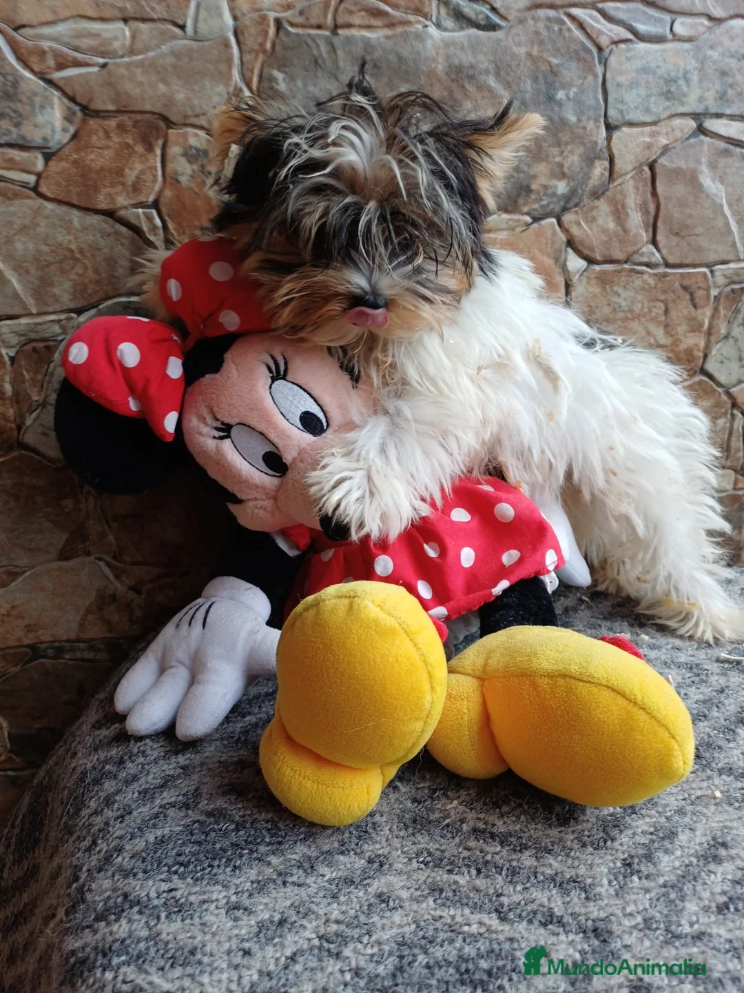 Biewer Yorkshire Terrier a la Pom Pon perros en venta: Camada Biewer Terrier Pura Raza - Anuncio 1
