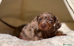 Teckel perros en venta: ESPECTACULAR CACHORROS TECKEL ARLEQUÍN Y CHOCOLATE - Imagen 5