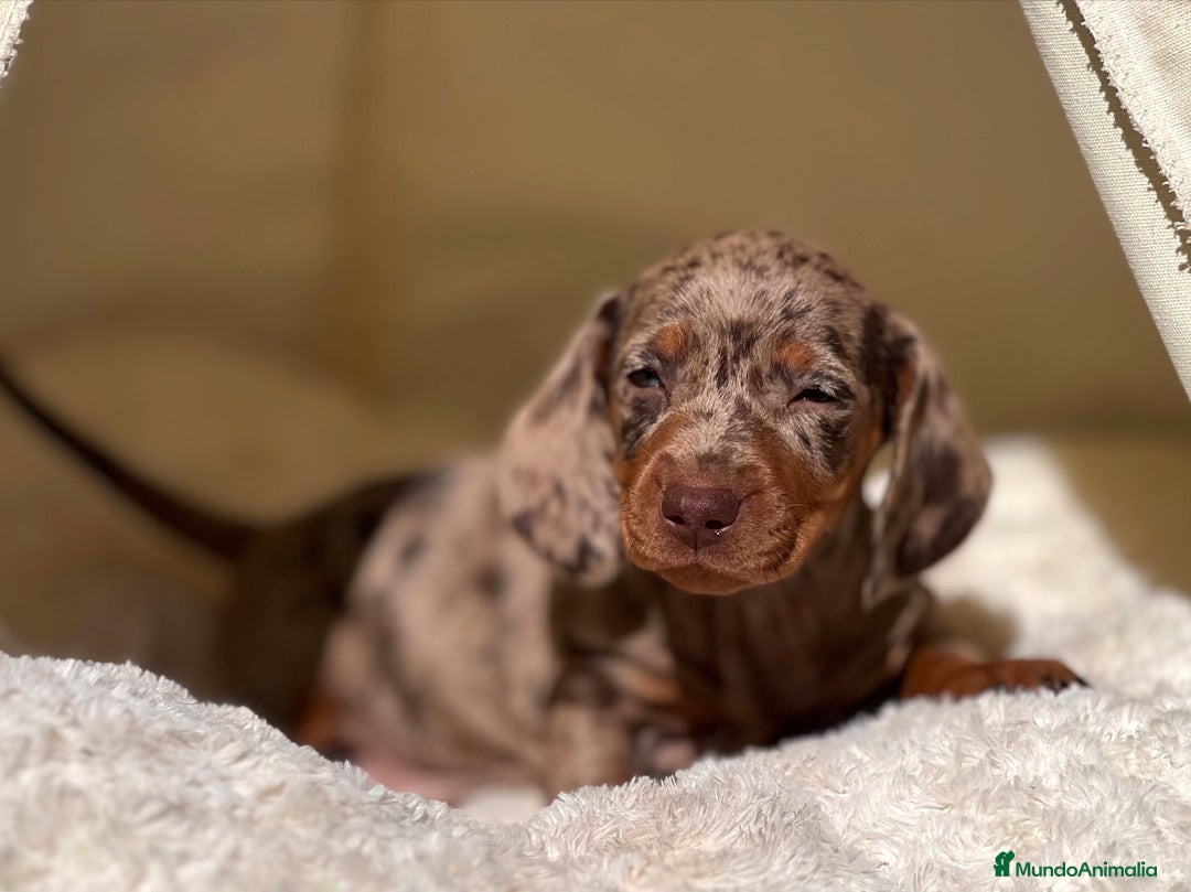 Teckel perros en venta: ESPECTACULAR CACHORROS TECKEL ARLEQUÍN Y CHOCOLATE - Imagen 5