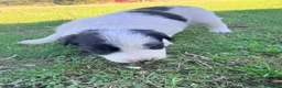 Border Collie perros en venta: Border collie - Anuncio 19