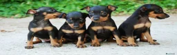 Pinscher Miniatura perros en venta: Pincher miniatura  - Anuncio 1