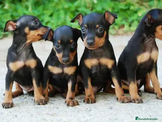 Pinscher Miniatura perros Pincher miniatura - Anuncio 1