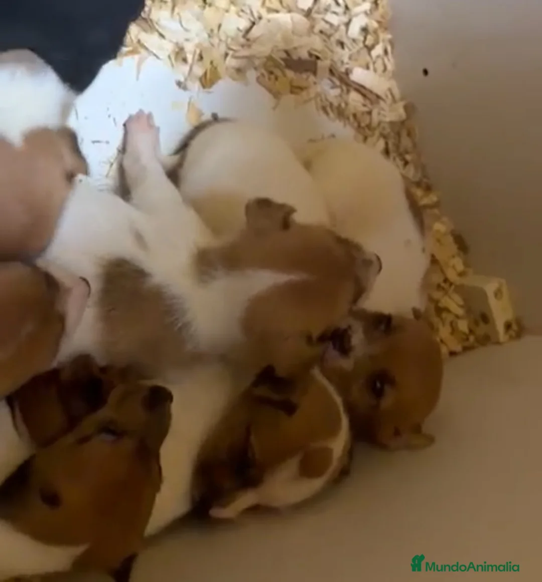 Jack Russell Terrier perros en venta: Cachorros de Jack Russell  - Anuncio 1