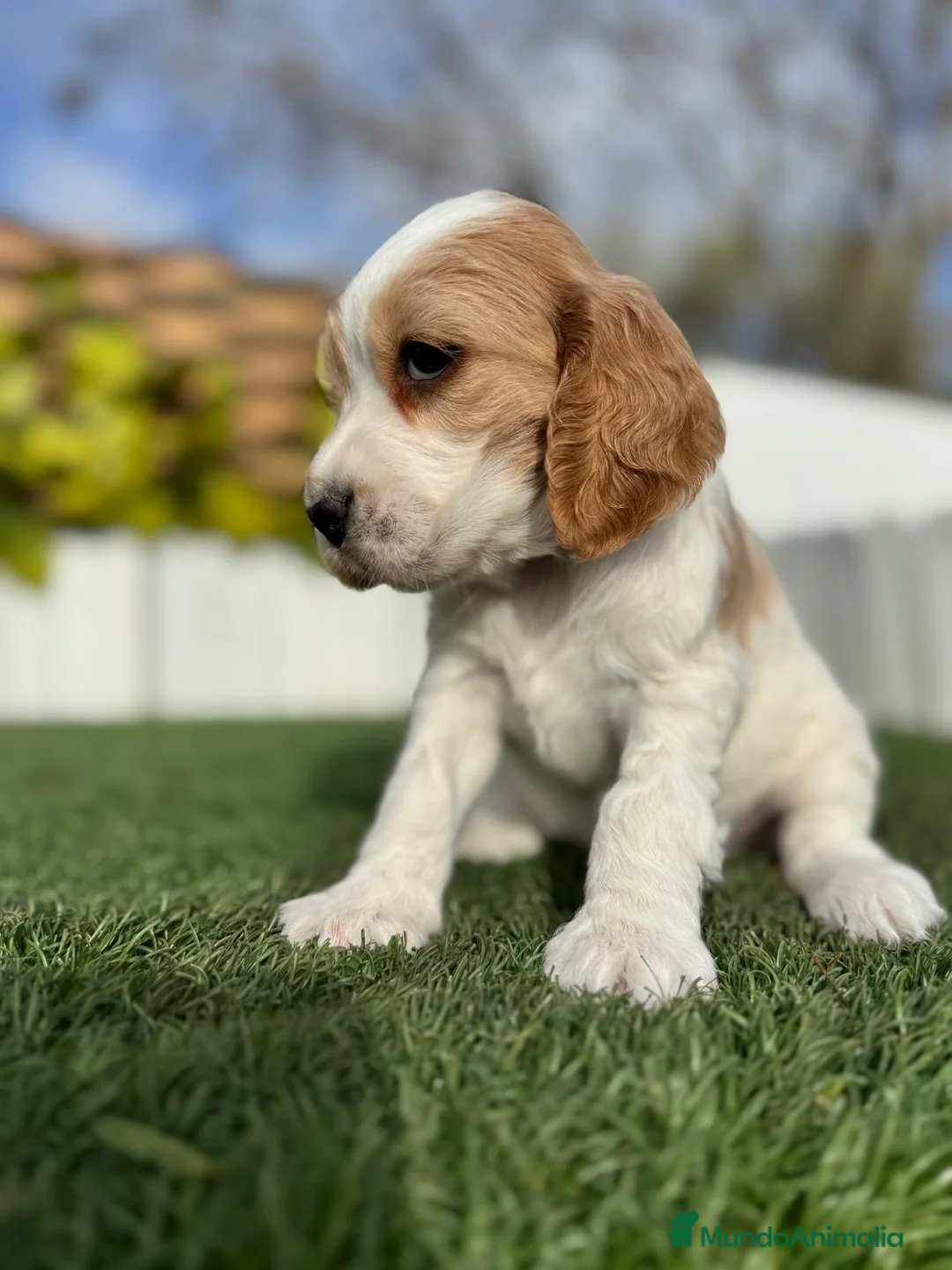 Cocker Spaniel Inglés perros en venta: COCKER HEMBRA - Anuncio 13