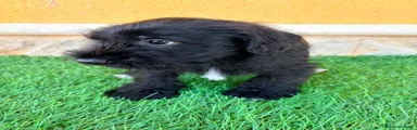 Schnauzer Miniatura 1