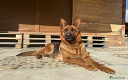 Pastor Alemán perros en venta: Cachorro de pastor alemán  - Imagen 4