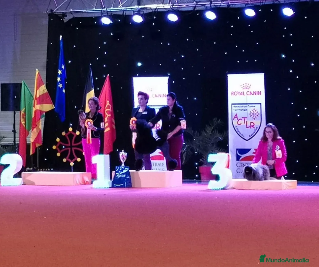 Caniche Gigante perros en venta: Cachorro caniche gigante macho negro  - Anuncio 6