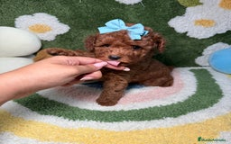 Caniche Toy perros en venta: Caniche Toy Rojo - Imagen 4