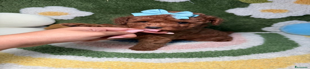 Caniche Toy Cachorro 1