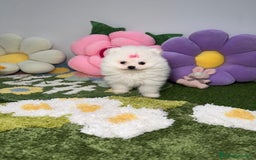 Pomerania perros en venta: Pomerania Blanco Puro - Imagen 2