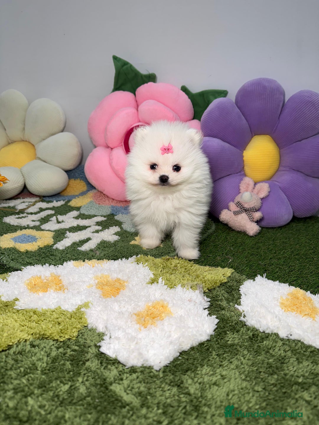 Pomerania perros en venta: Pomerania Blanco Puro - Imagen 2