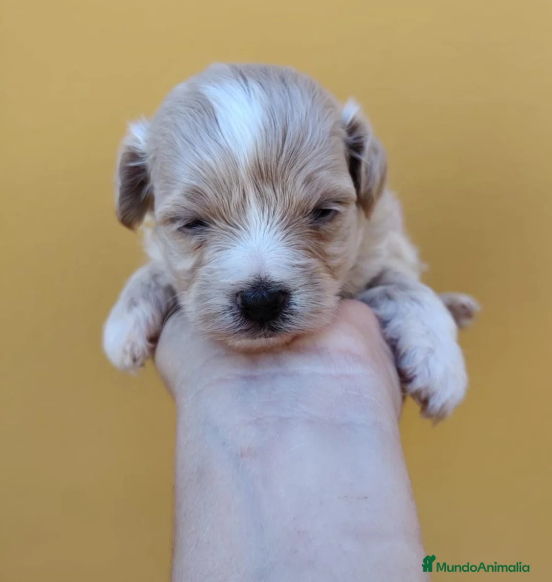Maltipoo perros en venta: Maltipoo macho  - Anuncio 2