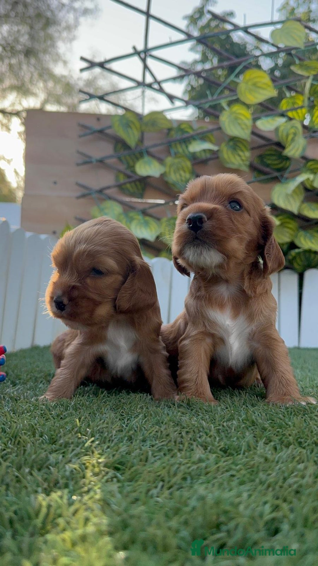 Cocker Spaniel Inglés perros en venta: COCKER SPANIEL INGLES MACHO  - Imagen 8