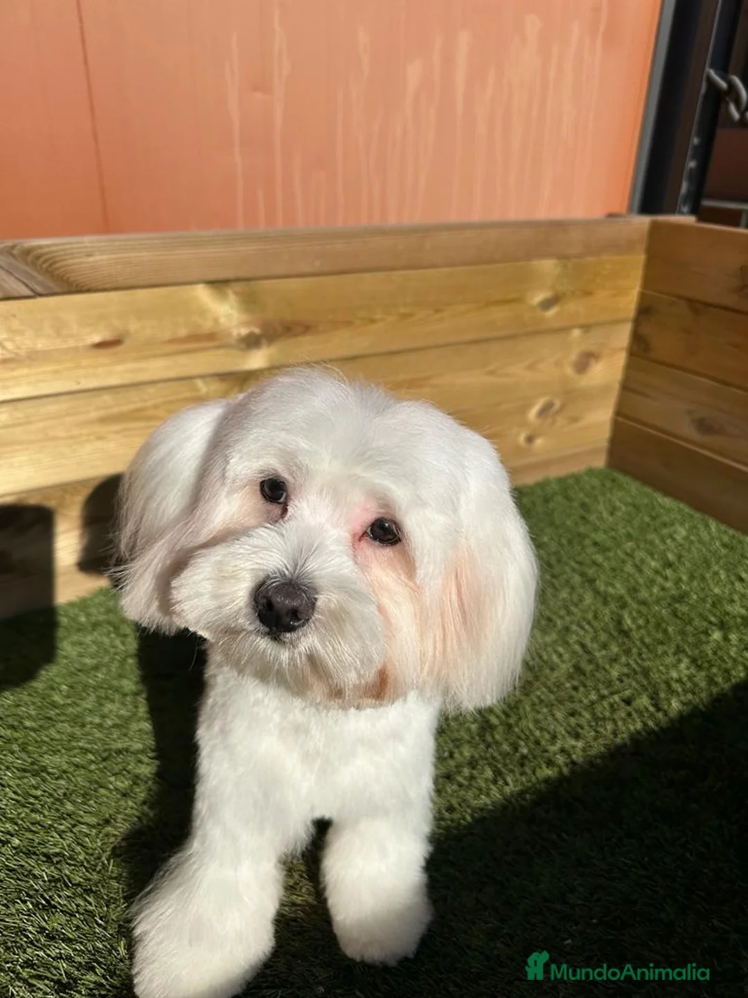 Bichón Maltés perros en venta: BICHON MALTES en Barcelona - Anuncio 4