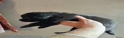 Labrador Retriever perros en venta: Labrador Retriever Negros - Anuncio 6