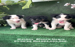 Border Collie perros en venta: Border Collie De Villa Biznaga - Imagen 3