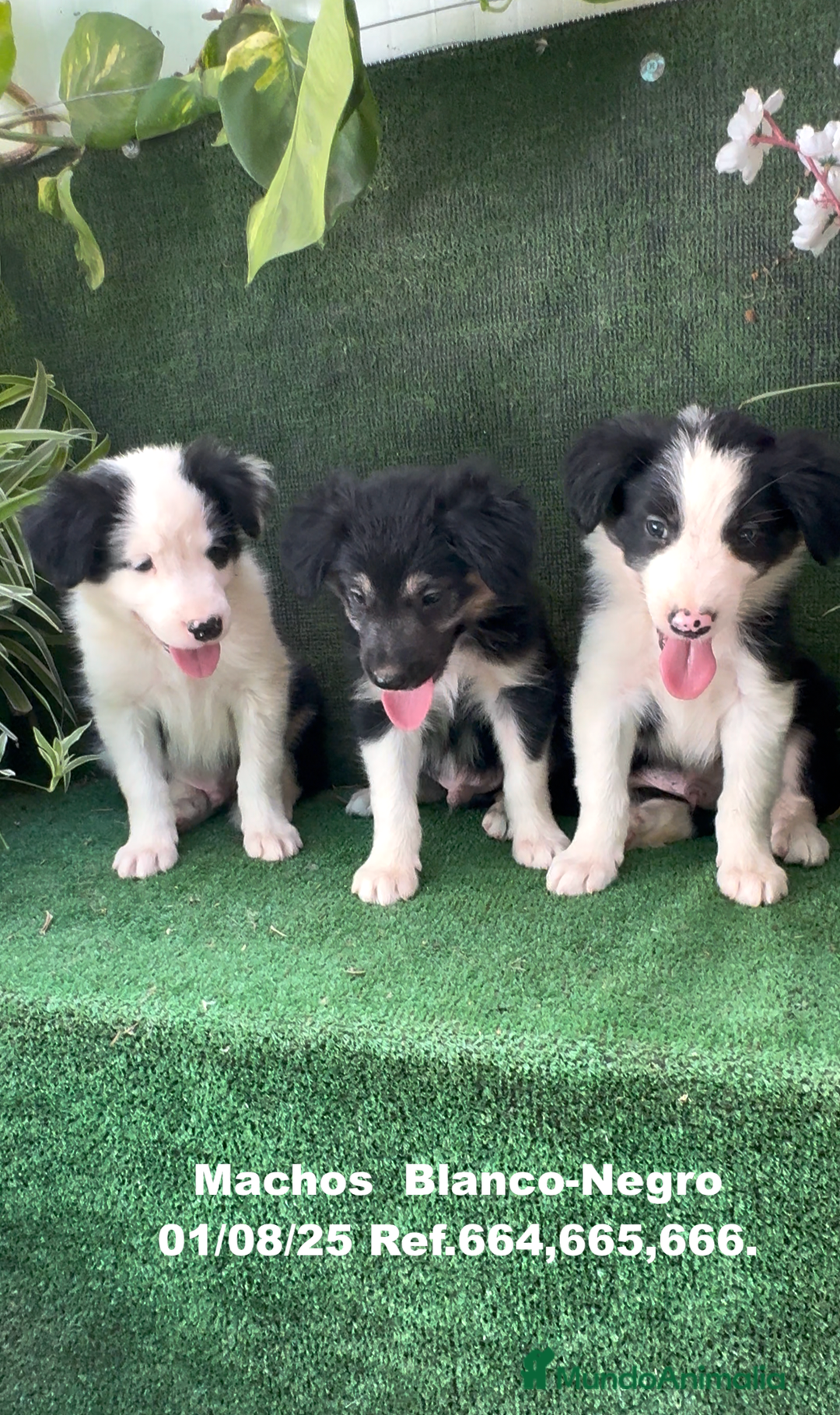 Border Collie perros en venta: Border Collie De Villa Biznaga - Imagen 3