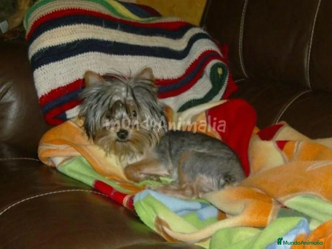 Imagen de galería {{count}}