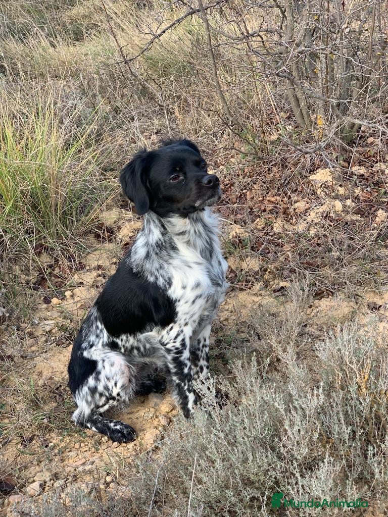 Épagneul Breton perros Epagneul bretón  - Anuncio 1