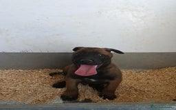 Pastor Belga Malinois perros en venta: Macho malinoe  - Imagen 1