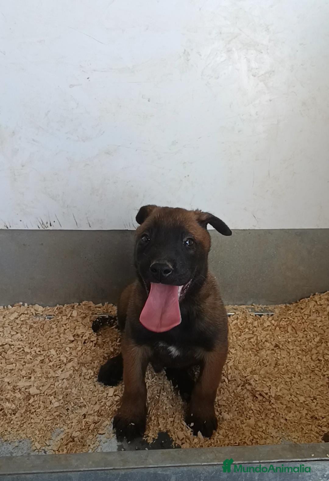 Pastor Belga Malinois perros en venta: Macho malinoe  - Imagen 1