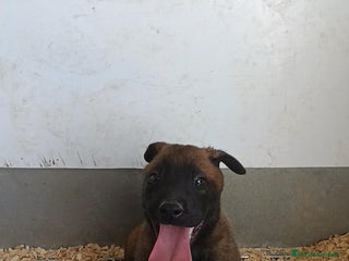 Pastor Belga Malinois perros - Anuncio 1