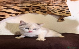 Snowshoe gatos en venta: Gatitas Hembritas Snowshou - Imagen 3