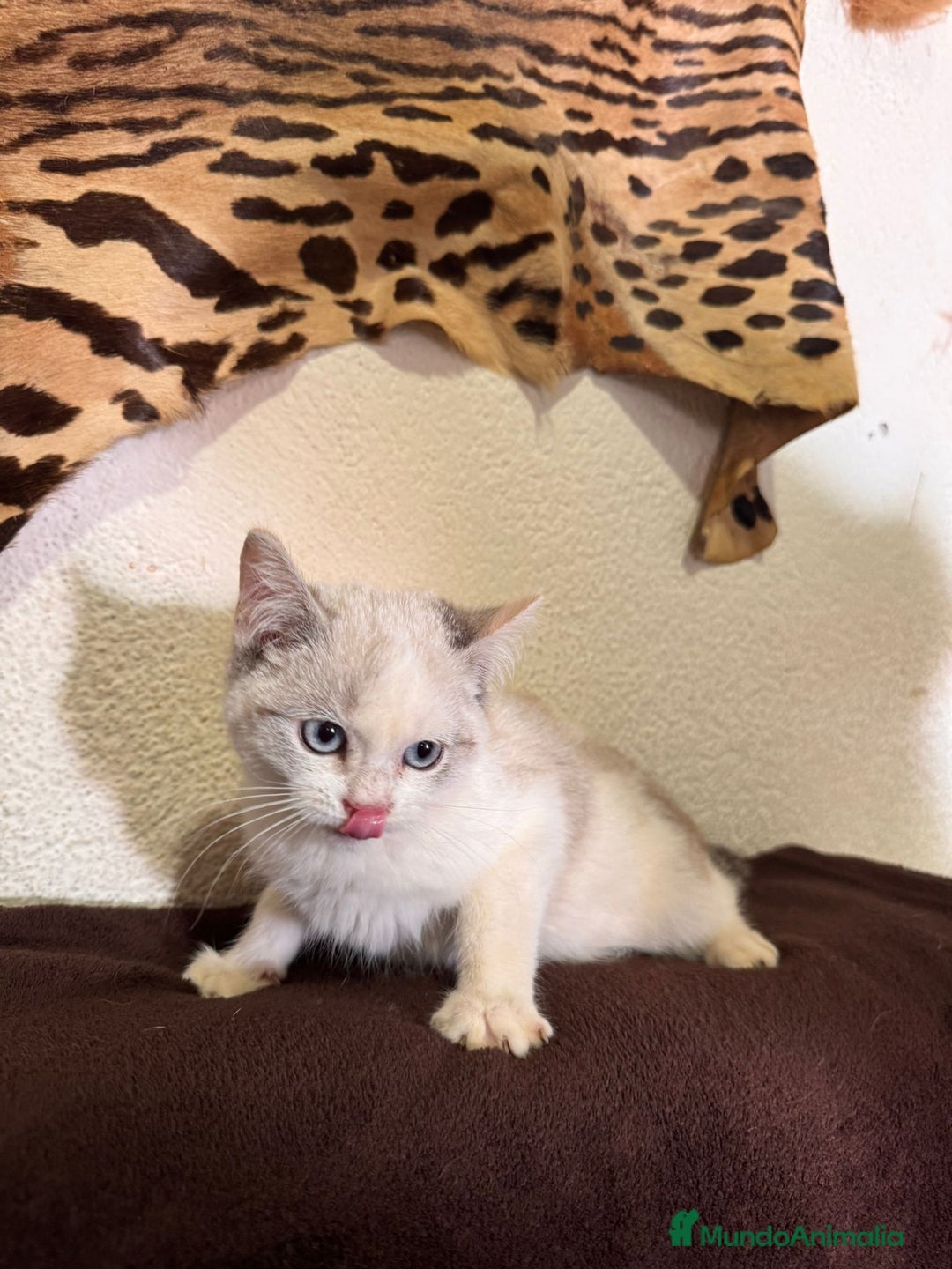 Snowshoe gatos en venta: Gatitas Hembritas Snowshou - Imagen 3